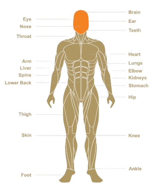 Human Body